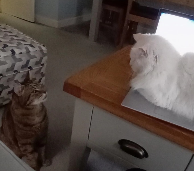 Hymns in Minor Keys & the Russian Easter Overture - the Excellent Cats ignore Culture.....