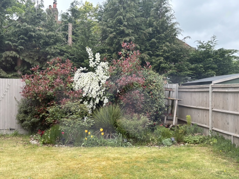 Pic attached - What time of year do I cut back these bushes/shrubs?
