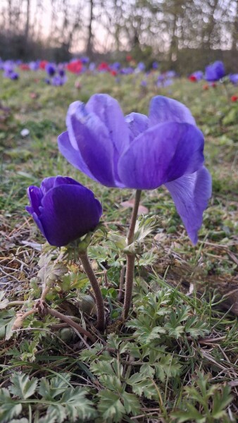 Thread 21 Starmer - Casting Nasturtiums