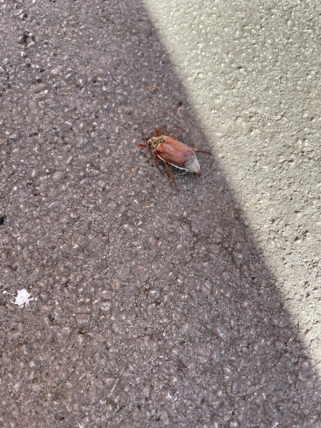 What kind of bug is this?