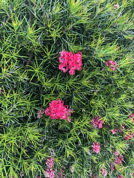 What is this bush?
