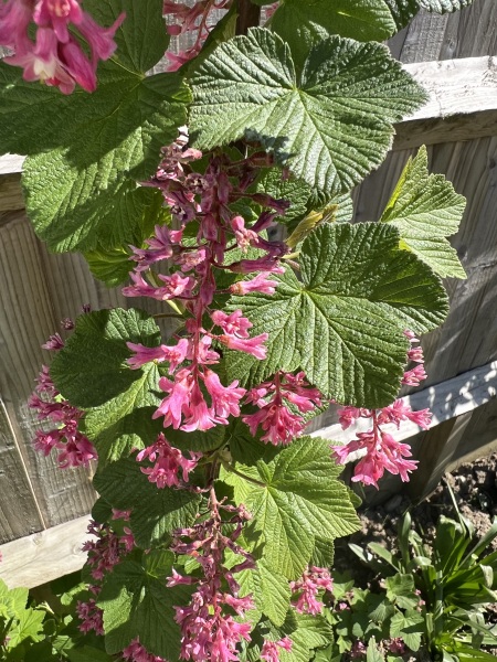 Can anyone help me identify this plant?