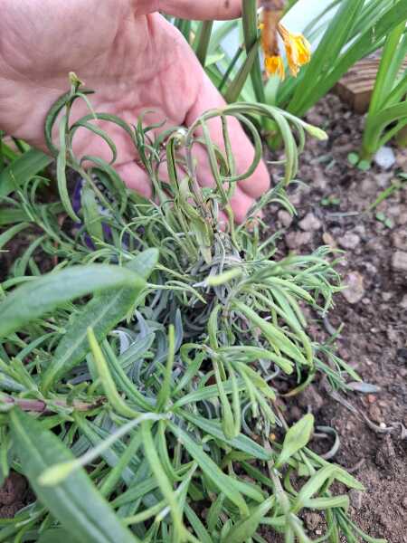 Sad lavender plant with photo