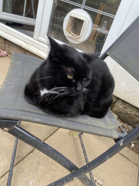Cat is dying.. how long should I wait until we PTS?