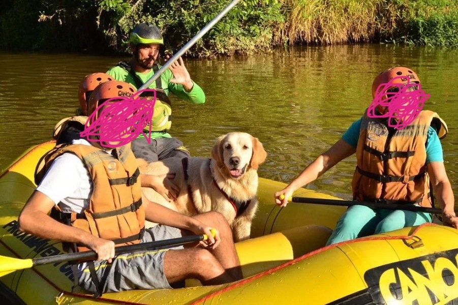 Silliest place you’ve seen a dog owner take their dog