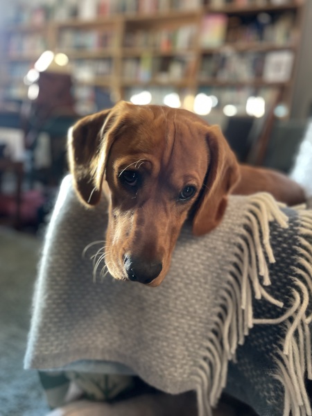Adolescent Dog Survival Thread - get teenage licks right through the night!