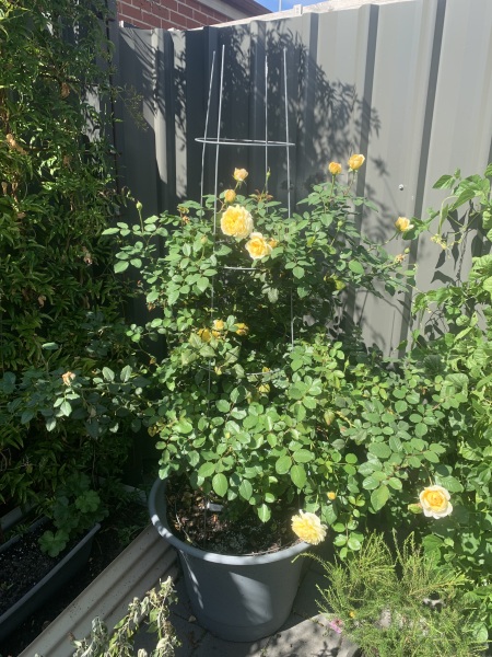 The Great Recovery part 4