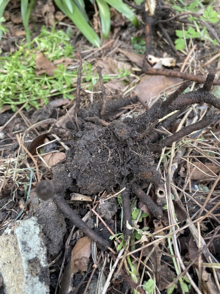 Is this part of a Japanese knotweed root?