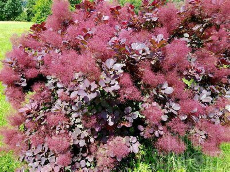 Name that plant - Purple-ish bushy