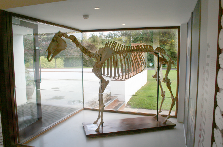 The Bluestocking - where women are women, and small furry animals are gerbils, quokkas,  capybaras, or a red panda called Rosy