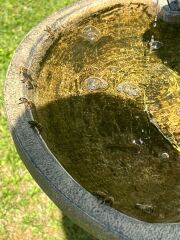 Please put some water out for the birds and other animals