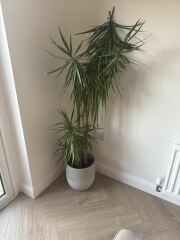 Please help save my house plants 🥺🪴🌿