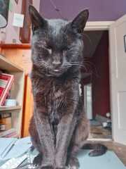 Hymns in Minor Keys & the Russian Easter Overture - the Excellent Cats ignore Culture.....