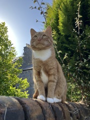 Where do people get cats from now?