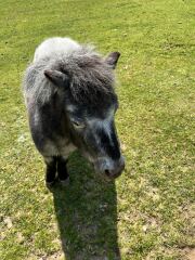 Mounjuro Auggies Thread 13