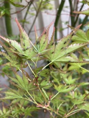 Aphids? On Acer tree