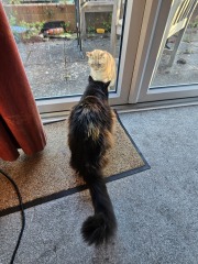 Hymns in Minor Keys & the Russian Easter Overture - the Excellent Cats ignore Culture.....