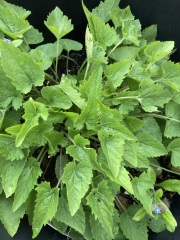Plant IDs please