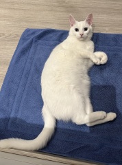 Hymns in Minor Keys & the Russian Easter Overture - the Excellent Cats ignore Culture.....