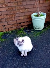 Hymns in Minor Keys & the Russian Easter Overture - the Excellent Cats ignore Culture.....