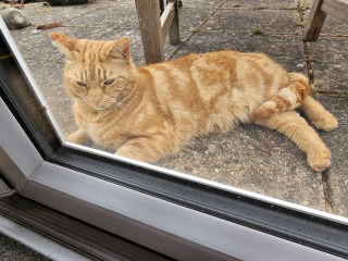 Hymns in Minor Keys & the Russian Easter Overture - the Excellent Cats ignore Culture.....