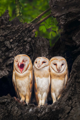 Owls