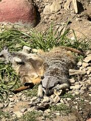 Mounjuro Auggies Thread 13