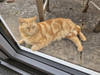 Hymns in Minor Keys & the Russian Easter Overture - the Excellent Cats ignore Culture.....