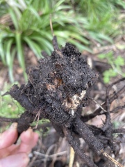 Is this part of a Japanese knotweed root?