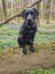 Adolescent Dog Survival Thread - get teenage licks right through the night!