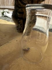 Does anyone know what this bug is?