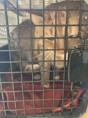 Cat carrier