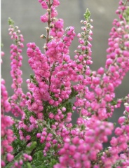 Can anyone identify this plant?