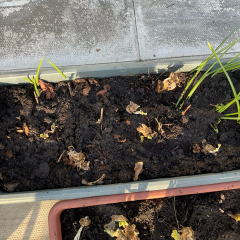 What have you done in the garden today? Part 6