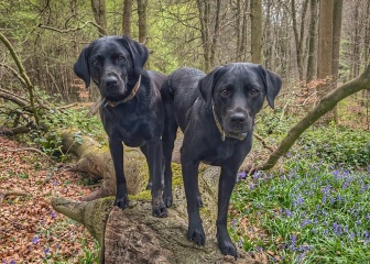 Adolescent Dog Survival Thread - get teenage licks right through the night!