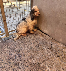 Over 100 dogs rescued ...