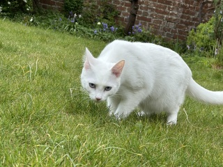 Hymns in Minor Keys & the Russian Easter Overture - the Excellent Cats ignore Culture.....