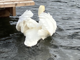 What's this swan doing?
