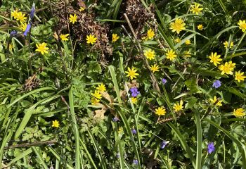 The Year Round Nigel Slater Discussion thread