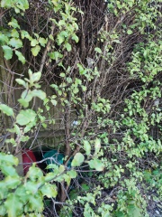 Will I regret a naked fence?