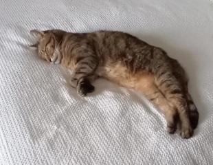 Hymns in Minor Keys & the Russian Easter Overture - the Excellent Cats ignore Culture.....