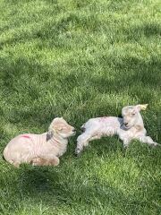 The Year Round Nigel Slater Discussion thread