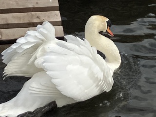 What's this swan doing?