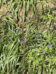 The Year Round Nigel Slater Discussion thread