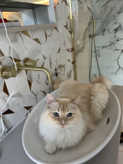 To ask me to show me your cat