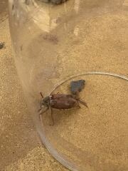 Does anyone know what this bug is?