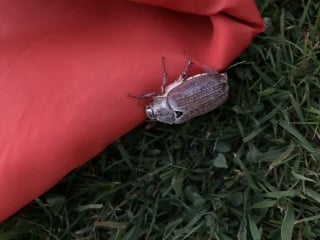 To panic about what the hell this is in my garden? Pic attached