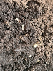 Are these the dreaded vine weevils?