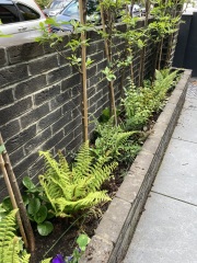 What are your recommendations for easy to maintain perennials?