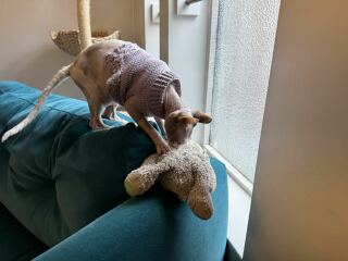 Hymns in Minor Keys & the Russian Easter Overture - the Excellent Cats ignore Culture.....